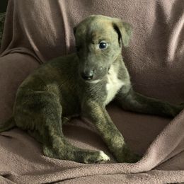 Valor - Blue brindle Greyhound puppy in Oxford, Florida from Running to Stand Still (RTSS)