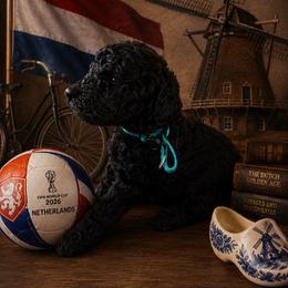 Netherlands - Black female Goldendoodle puppy in Houston, Texas from Were The Mack'Doodles