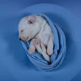 Prodigy - White male Siberian Husky puppy in Miami, Florida from Blue Moon Huskies