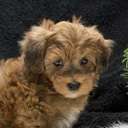 Havanese, Havapoos, Maltese, and Maltipoos from Denise Clark