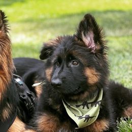 German Shepherds from Apex GSD Specialists