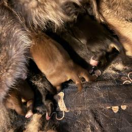 Girl 3 - Agouti and white female Siberian Husky puppy in London, Ohio from Rose Trail Siberian’s