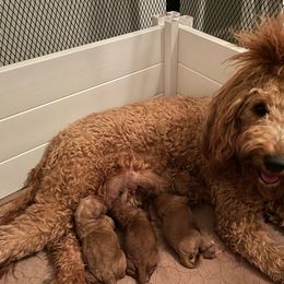 Peaches - Goldendoodle