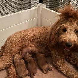 Peaches - Goldendoodle