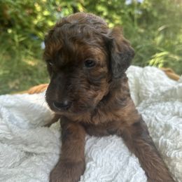 Goldendoodle Puppies from David's Doodles