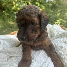 Goldendoodle Puppies from David's Doodles