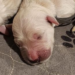 Gray - Golden female Golden Retriever puppy in Lucasville, Ohio from Halo Kennels