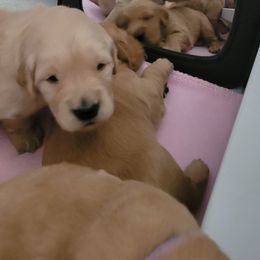 Golden Retriever Puppies from Middlecreek Goldens