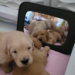 Golden Retriever Puppies from Middlecreek Goldens