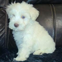 Fritz - Wheaten male Miniature Schnauzer puppy in Graham, Washington from Kristy's French Bulldogs & Mini Schnauzers