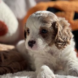 Aussiedoodle and Cavapoo Puppies from Pawsome Aussie Doodles and Oodles