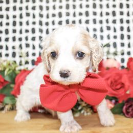 Boone - Buff and white male Cocker Spaniel puppy in Rattan, Oklahoma from Double M Cocker Spaniels