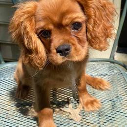 Cavalier King Charles Spaniels from KLEAS CKCS