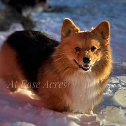 Maverick - Pembroke Welsh Corgi