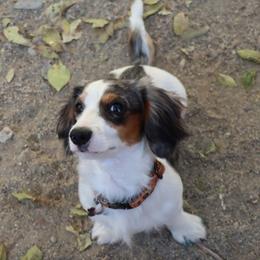 Pip - Dachshund