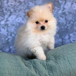 William - Cream male Pomeranian puppy in Burleson, Texas from Luxe Paradise House of Chi