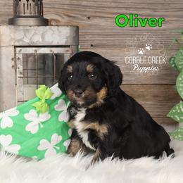 Oliver - Tri-color male Bernedoodle puppy in Heyworth, Illinois from Cobble Creek Puppies