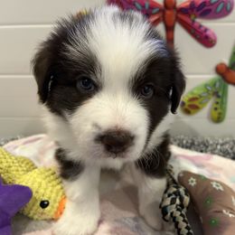 Purple collar - White and red female Border Collie puppy in Litchfield Park, Arizona from Dragonfly BC Puppies (Champion Lineage)
