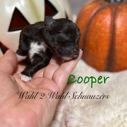 Cooper - Liver male Miniature Schnauzer puppy in Littleton, Colorado from Wahl 2 Wahl Schnauzers