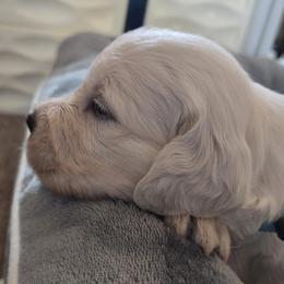 Boy 2 (blue collar) - Light golden male Golden Retriever puppy in Elizabeth, Colorado from Blazing Star Goldens