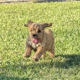 Cavapoos and Cockapoos from The Barkery