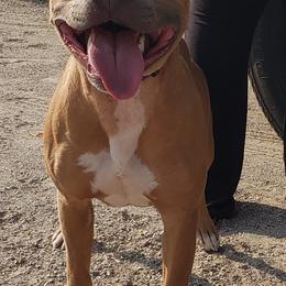American Pit Bull Terriers from BlueRose Kennel