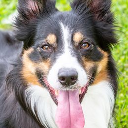 Merlin  - Border Collie