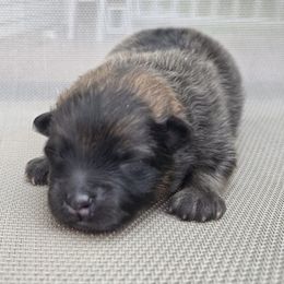 Asher - Orange sable male Pomeranian puppy in Oak Forest, Illinois from Illinois Poms