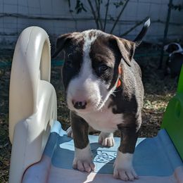 Bull Terrier Puppies from Bulls On Parade