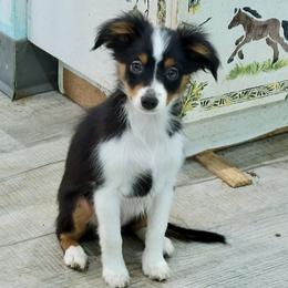 DAISY BTF - Black tri female Toy Australian Shepherd puppy in Norwood, Missouri from Looney Farm’s Toy & Mini Aussies