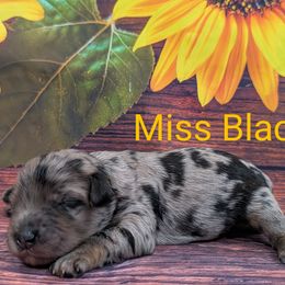 Miss Black - Merle female Labradoodle puppy in Lebanon, Pennsylvania from Robertson's Retrievers and Doodles
