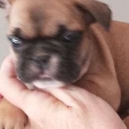 French Bulldogs from Frog City Frenchies