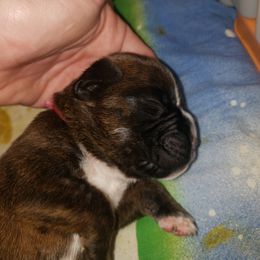 Boxer Puppies from SmashBox Kennel