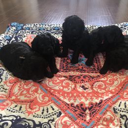 Sheepadoodle Puppies from Riley Grace Puppies