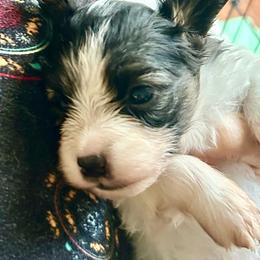 Girl 1 - White black and tan female Papillon puppy in Summerville, South Carolina from Kipling Papillons