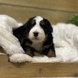 Addi - Black rust and white female Bernese Mountain Dog puppy in Millersburg, California from Smith Farms and Kennels