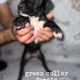 Great Dane Puppies from Great Dane Dynasty