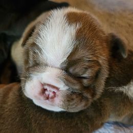 Coco - Chocolate tri-color female Bulldog puppy in Callao, Virginia from Northern Neck Bulldogs