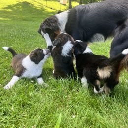 English Shepherd Puppies from LiquidMoon English Shepherds