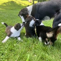 English Shepherd Puppies from LiquidMoon English Shepherds