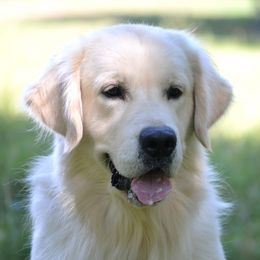 Aspen - Golden Retriever