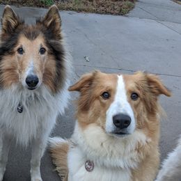 Old Time Scotch Collies from Lionheart Canines