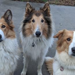 Old Time Scotch Collies from Lionheart Canines