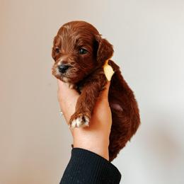 River - Yellow collar boy - Red  male Goldendoodle puppy in Ruthorfordton, North Carolina from Duncan Doodles Goldendoodles