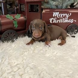 Hershey - Chocolate and tan female Dachshund puppy in Council Hill, Oklahoma from Rocky Springs Ranch