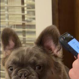 Sophia - French Bulldog