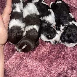 Miniature Schnauzers from Honeys miniature schnauzers
