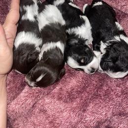 Miniature Schnauzers from Honeys miniature schnauzers