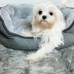 Mal-Shi and Maltese Puppies from Petite Pawz