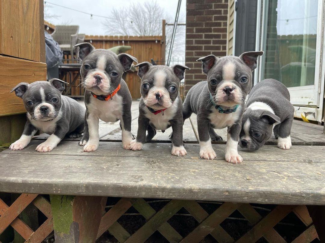 Kline Kennels in Ohio Boston Terrier puppies Good Dog